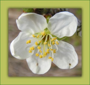 apelblom