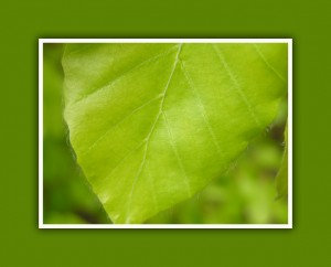 blad1