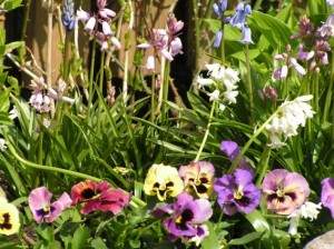 merblommor