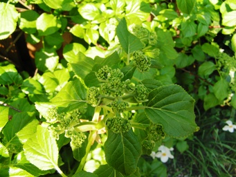 blom1