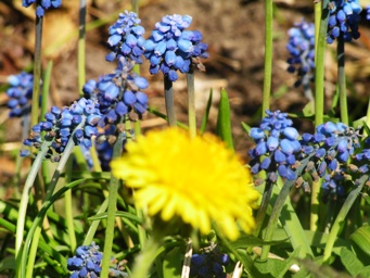 blom3