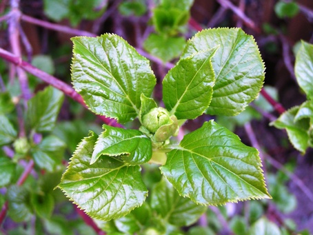 blomma1