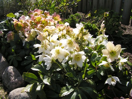 blomma2