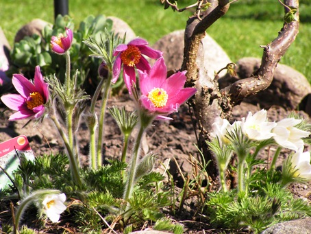 blomma4