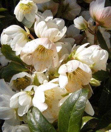 blomning6