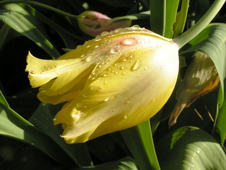 9majtulipa