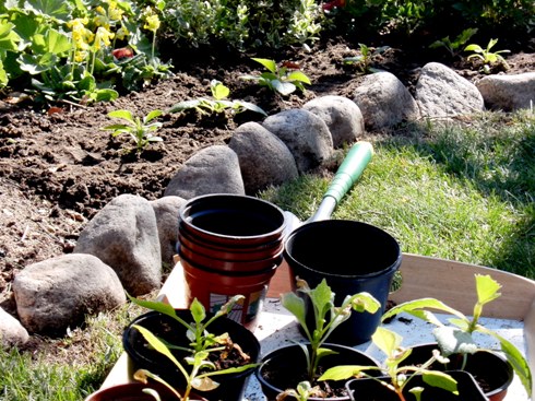 utplantering