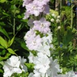 blomma1