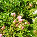 blomma2