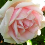 blomma3