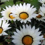sany00471