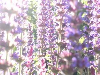 stappsalvia