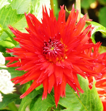 Röd dahlia