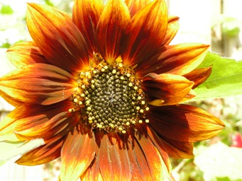 Solros