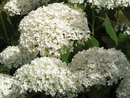 Vidje