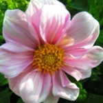 fröljusrosa