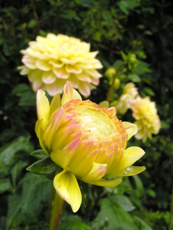 gul dahlia