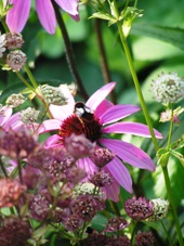 rudbeckiamhumla