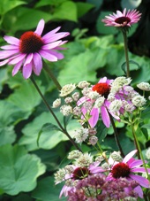 rudbeckiamm