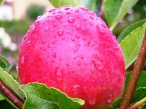 regnäpple