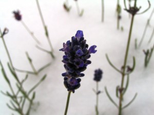 lavendelsnö